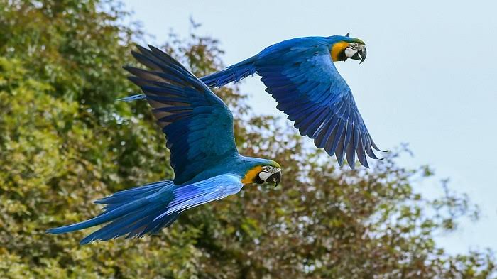 Best Bird Seed Storage Solutions