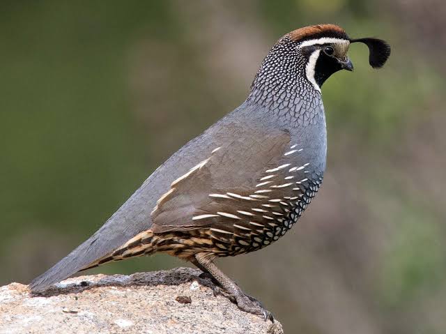 Best Weatherproof Birding Notebooks and Pens