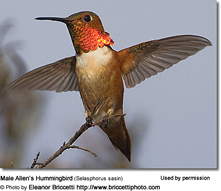 Best Binoculars for Birdwatching in 2026: Every Budget Covered