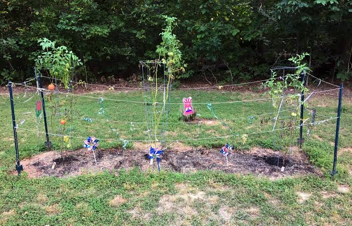 Backyard Bird Feeding Guide: Attract More Birds This Winter